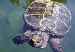肌醇——魚、蝦飼料的能量補給站！